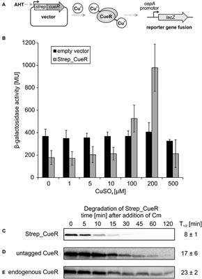 The Copper Efflux Regulator CueR Is Subject to ATP-Dependent Proteolysis in Escherichia coli